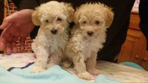 Caniche Toy Femelle ( chiot )
1650 59300 Valenciennes