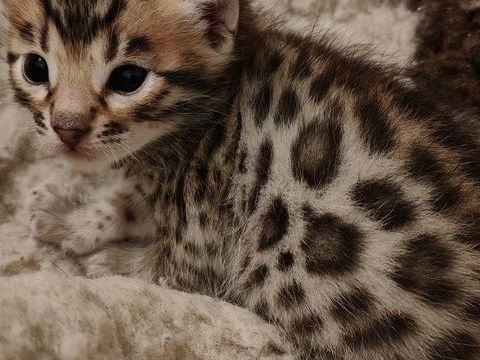 Magnifique chaton Bengal rosettes paw print 1500 47420 Allons