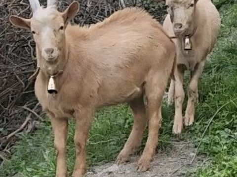 Jeune bouc entier 100 73210 Aime