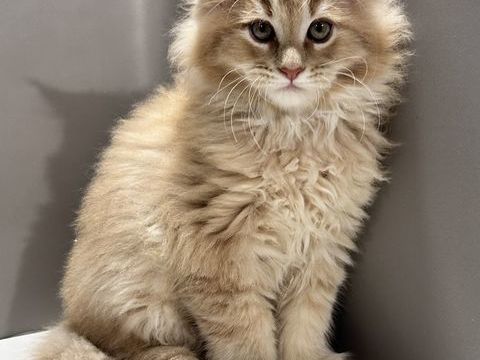 Super chatons maine coon  450 69002 Lyon