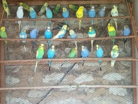 perruche ondulée 20 86100 Chtellerault