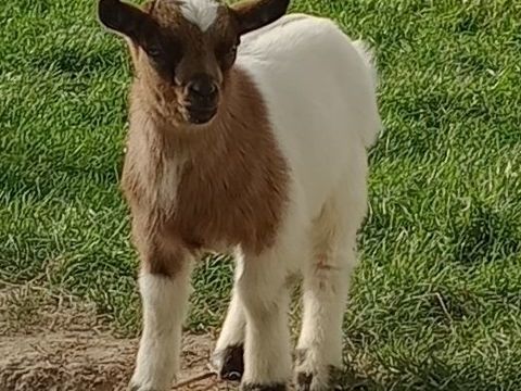 Bouc nain castr&eacute; 120 62980 Vermelles