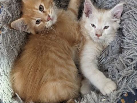 Magnifiques chatons Maine coon LOOF 900 35610 Pleine-fougères