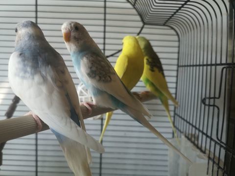 Jeunes perruches ondulées. 
10 35310 Chavagne