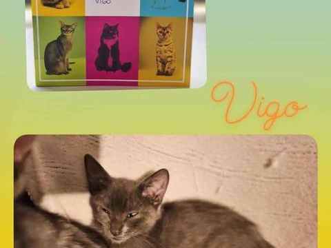 Vigo 230 69150 Dcines-charpieu