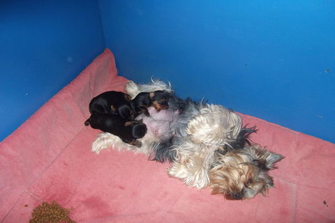 chiots yorkshire terrier femelle et male 1250 30000 N�mes