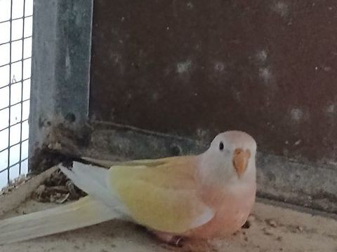 Perruche de bourke femelle 50 44150 Ancenis