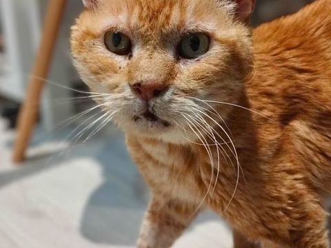 (SOS) Azraël, mâle, type Européen né le 01/01/2010 100 35000 Rennes