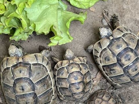 Tortues juv&eacute;niles 1 69100 Villeurbanne