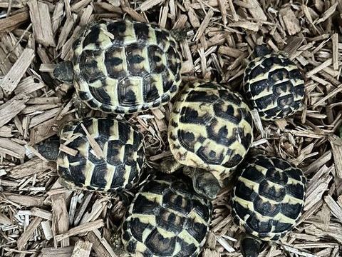 Tortue juv&eacute;nil 50 13680 Lan�on-provence