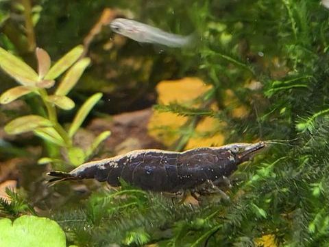 Crevettes aquarium 1 14120 Mondeville