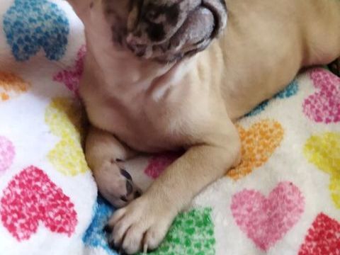 bb bouledogue fran&ccedil;ais 900 59360 La groise