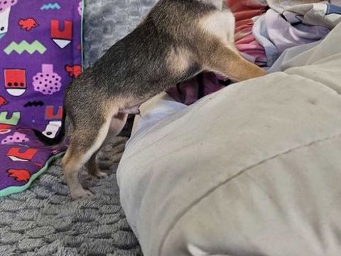 chihuahua 650 31230 Montbernard