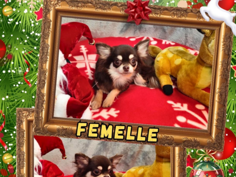 Chiot chihuahua femelle poils longs 600 18140 Prcy