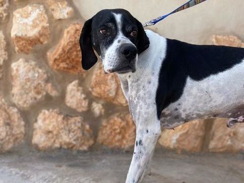 LOLO 300 27620 Gasny