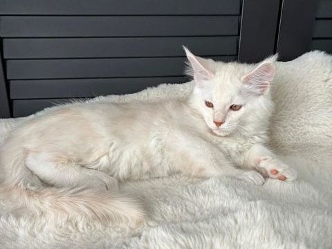 Chatons Maine Coon femelles 
Red Silver Shaded 1690 95130 Le plessis-bouchard