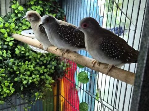 Colombe diamant F 15 86430 Luchapt