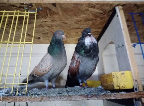 A réserver pigeons cauchois 
Et sottobanca 0 62000 Arras