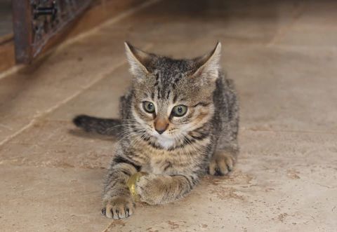 Jade, chatte tigr&eacute;e &agrave; adopter 160 18210 Bessais-le-fromental