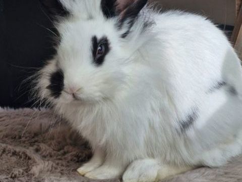 +d'un+b&eacute;b&eacute;+lapin 40 77130 Montereau-fault-yonne