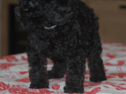 Superbes petits chiots caniches 1400 86000 Poitiers