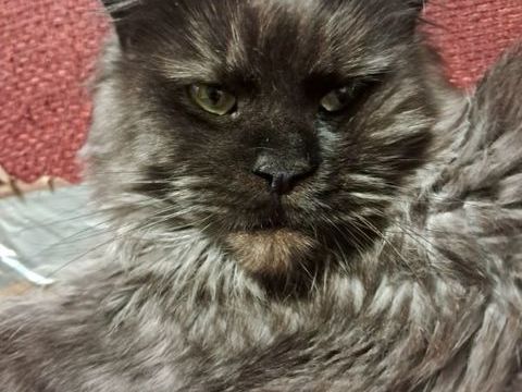 Maine Coon adulte disponible 600 62970 Courcelles-l�s-lens