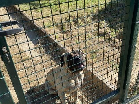 Donne chien Bullmastif m&acirc;le de 4,5 ans 0 26780 Châteauneuf-du-rhône