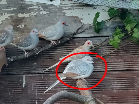 Couple colombe diamant 10 17430 Champdolent