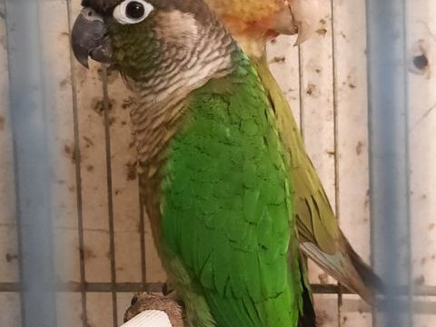 Pyrrhura 80 60590 Talmontiers