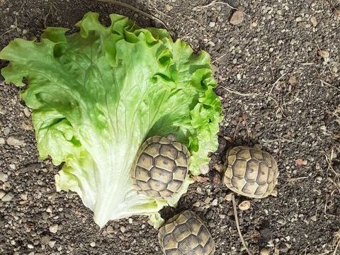 juveniles 40 34450 Vias