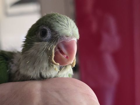 Conure quaker eam 260 77240 Vert-saint-denis