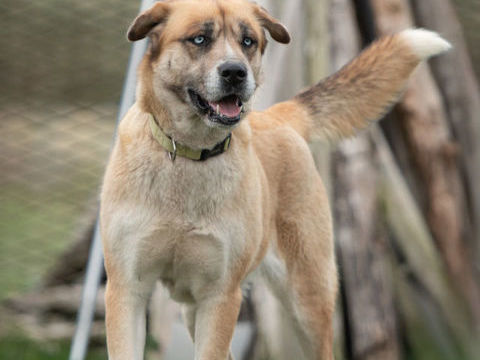 TOUNDRA femelle type berger/husky 4 ans 250 16210 Chalais