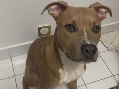 Pablo, 5 mois et demi, recherche de bons adoptants 250 92390 Villeneuve-la-garenne