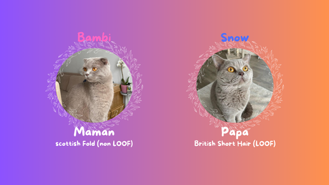 Chatons Scottish Fold et Straight 700 93140 Bondy