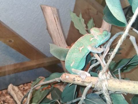  cam&eacute;l&eacute;ons casqu&eacute; du Y&eacute;men 50 76620 Le havre