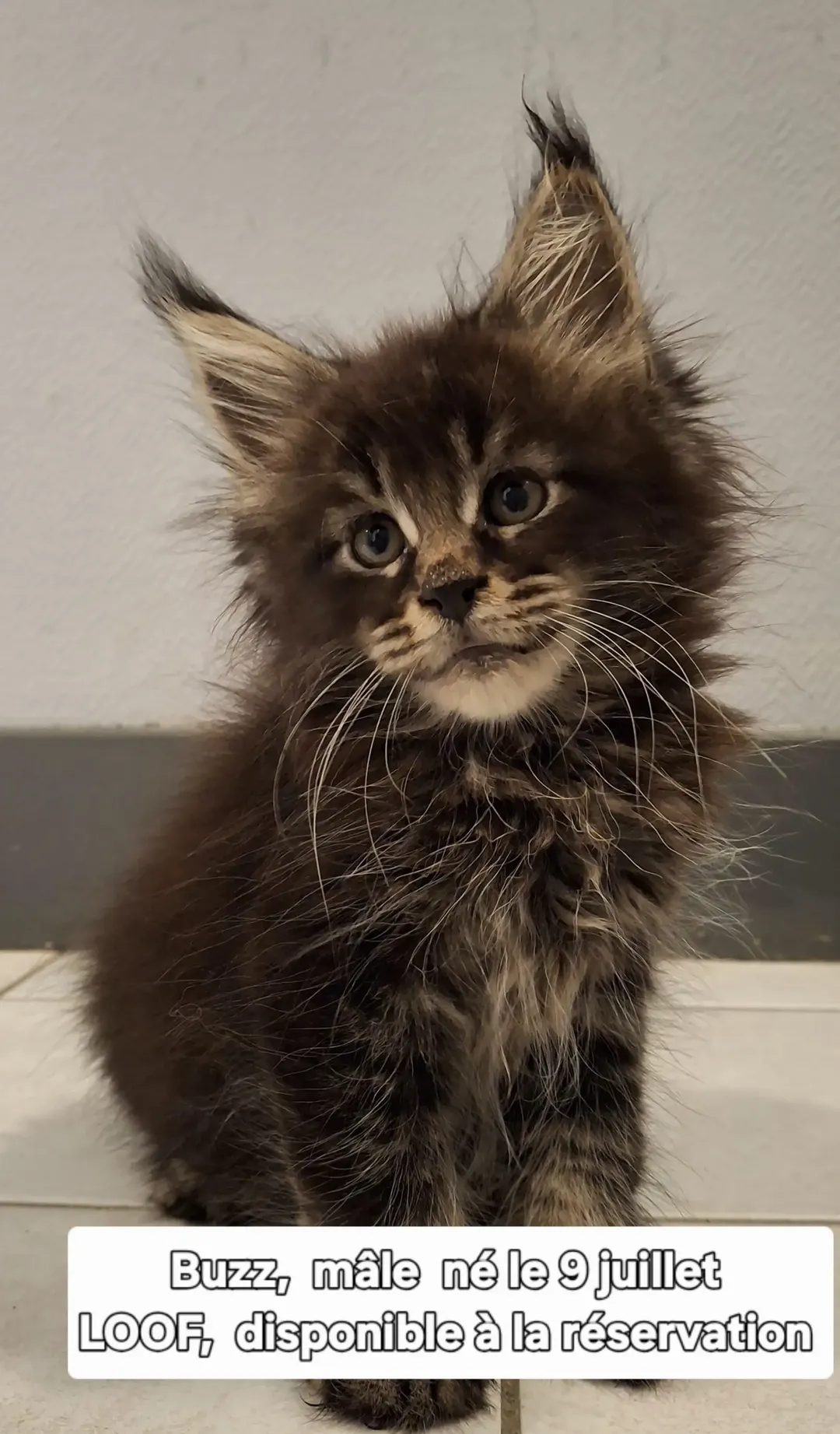 Chatons m&acirc;les Maine coon LOOF 1300 41290 Vievy-le-rayé