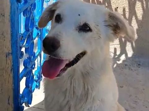 Malika 300 28000 Chartres