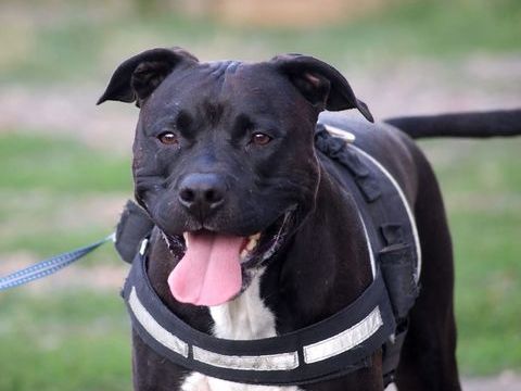 PACO, adorable American Staffordshire Terrier déclassé à adopter via l'association UMA 350 18130 Osmery