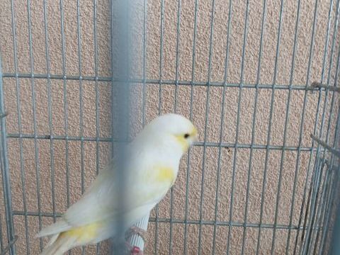 Canaris mosa&iuml;que jaune 80 26100 Romans-sur-is�re