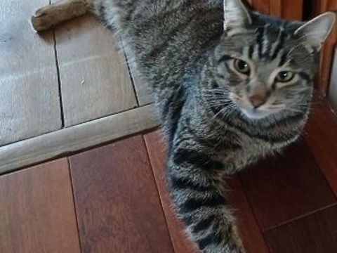 KOALA CHAT TIGRE 1 AN 1/2 195 92260 Fontenay-aux-roses