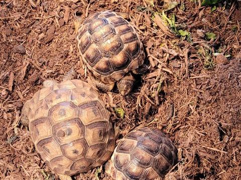 RECHERCHE TORTUES ? FEMELLES ADULTES  0 31700 Blagnac