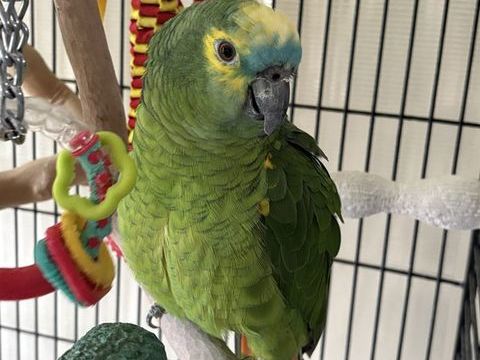 Perroquet amazone &agrave; front bleu 700 93150 Le blanc-mesnil