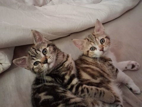 Don chatons 0 71150 Fontaines