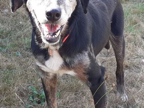 Lara, x Berger, 14 ans, à l'adoption 150 28130 Pierres