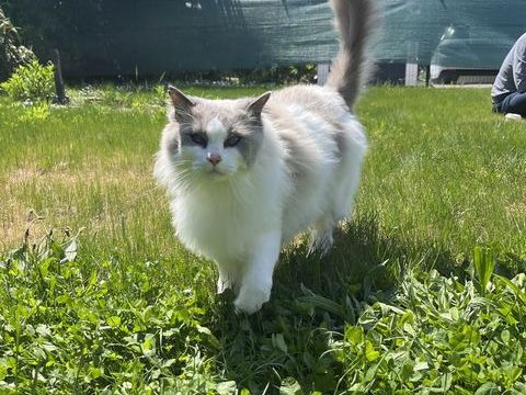 Donne m&acirc;le ragdoll 0 74140 Douvaine