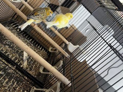 Canaris 30 51100 Reims