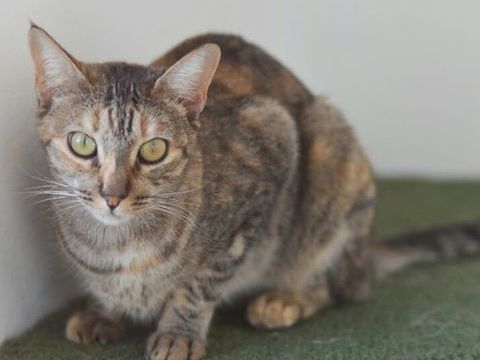 TAMMI 230 27620 Gasny