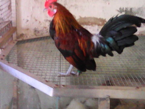 oeufs f&eacute;cond&eacute;s naine hollandaise 1 09000 Foix