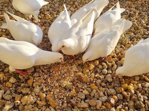 colombe Pigeon Hubbel pour mariage etc 7 86380 Marigny-brizay