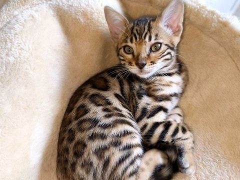 Chatons Bengal LOOF 1700 31500 Toulouse